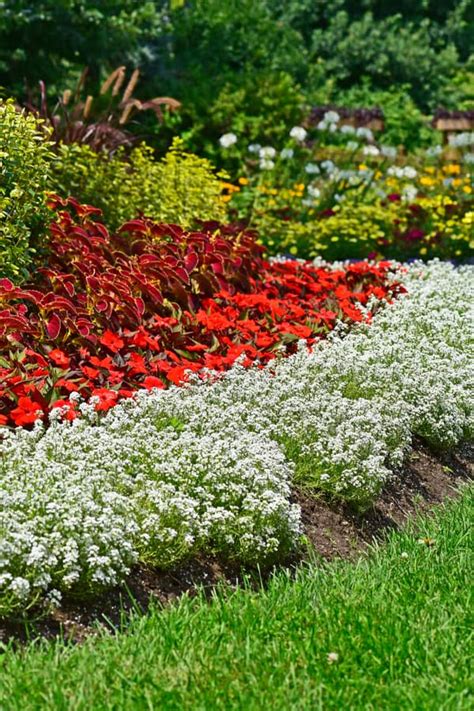 How To Grow And Care Sweet Alyssum In Your Garden The Daily Gardener