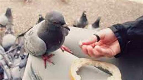 Por qué es riesgoso darle de comer a las palomas UNAM Global YouTube