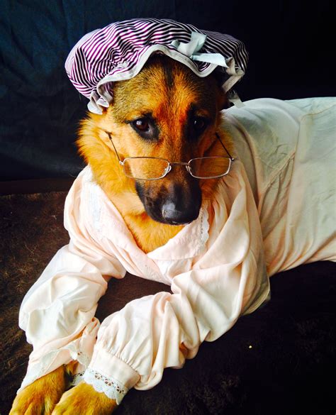 GSD-Sulli....Big Bad Wolf | Best dog costumes, Pet halloween costumes ...