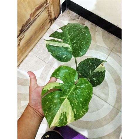 Jual Tanaman Hias Monstera Thai Constellation Japan Lab ORI 3 Daun