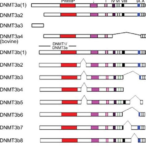 Schematic Drawing Of The Architecture Of Mouse DNMT3a 3b 3L And Their