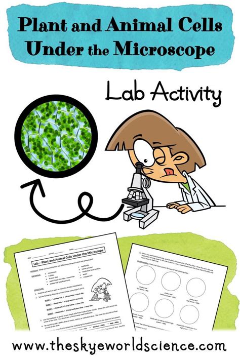 This Lab Activity On ­­­viewing Plant And Animal Cells Under The