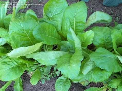 Plantfiles Pictures Mustard Spinach Tendergreen Brassica Rapa Var