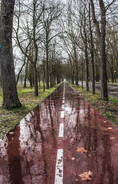 Camino en medio de árboles desnudos contra el cielo Foto Premium