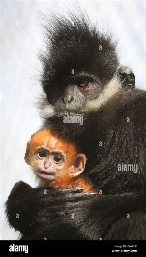 Francois Langur baby at Howletts Wild Animal Park Stock Photo - Alamy