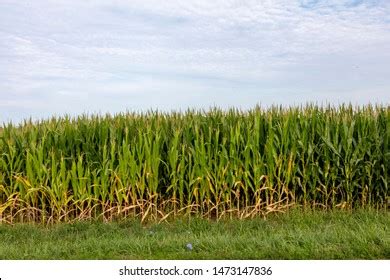 250 Ohio corn field Images, Stock Photos & Vectors | Shutterstock