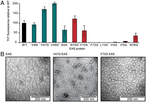 Self Assembly Of Functional Amphipathic Amyloid Monolayers By The Fungal Hydrophobin Eas Pnas