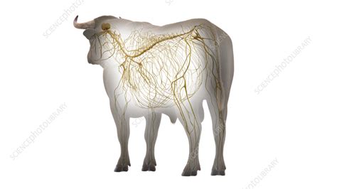 Cattle nervous system, illustration - Stock Image - F035/5132 - Science Photo Library