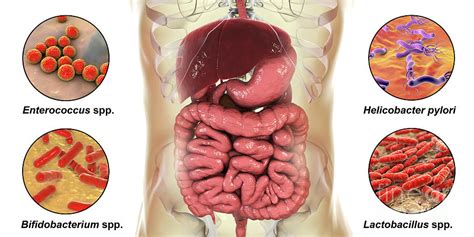 Bacteria In Human Digestive System Photograph By Kateryna Kon Science Photo Library Fine Art