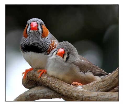 Zebra finches II. by Evey-Eyes on DeviantArt