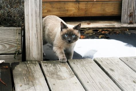 Tortie Point Siamese Info Pictures Origin History Hepper