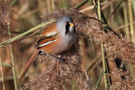 Natureuk On Twitter Rt Graham Jaggard A Few More Shots Of The Very