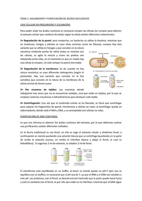 Tema 1 Tema 1 Aislamiento Y PurificaciÓn De Ácidos Nucleoicos Lisis Celular En Procariotas Y