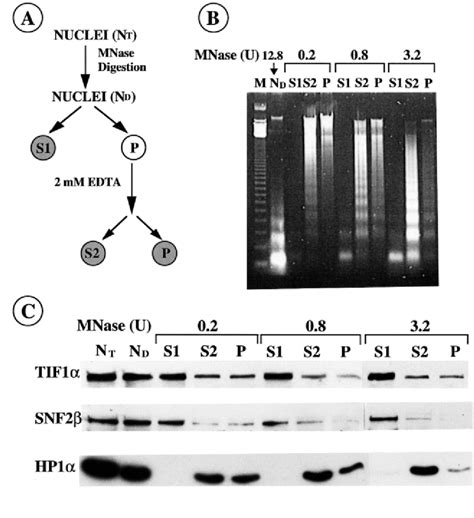 Early Release Of Tif From Chromatin Upon Microccocal Nuclease Mnase