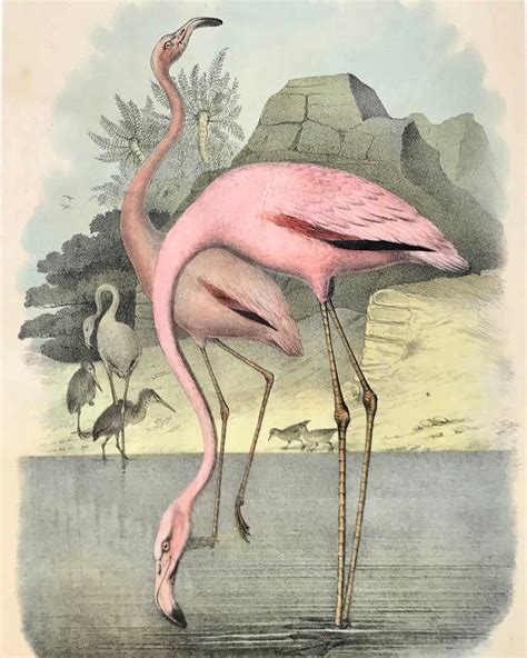 Antique And Rare Prints Flamingo Bird Art Lithograph Antique Prints