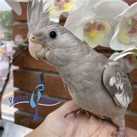 Baby White Faced Cinnamon Cockatiel Available At Parrot Stars