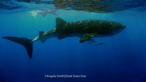 Endangered Whale Shark Conservation Program