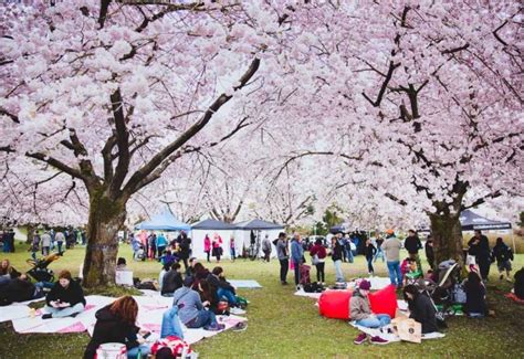 The ultimate guide to the annual Vancouver Cherry Blossom Festival - Richmond News