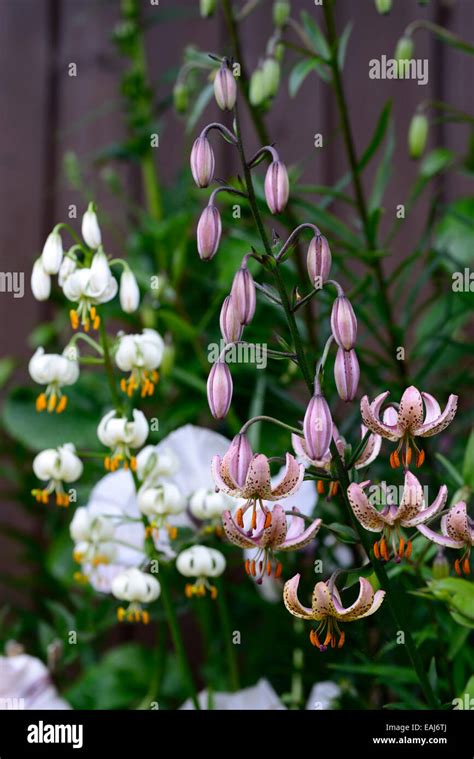 Lilium Martagon Chameleon Lily Lilies Martagon Alba Yellow Pink Turk