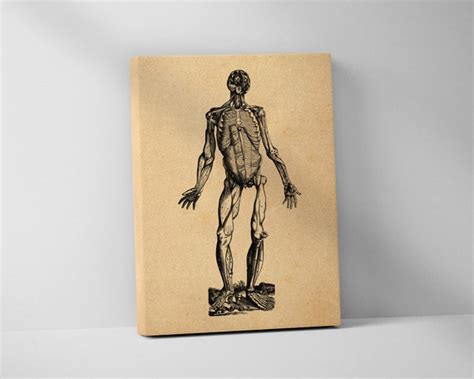 Skinless Man Andreas Vesalius Stretched Canvas Print Etsy