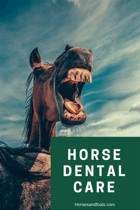 What Dental Care Do Horses Need {Explained!}