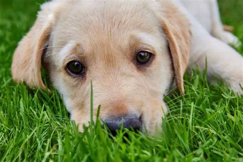 Guide Dog Puppy Raisers Are Needed In Leicestershire As Charity