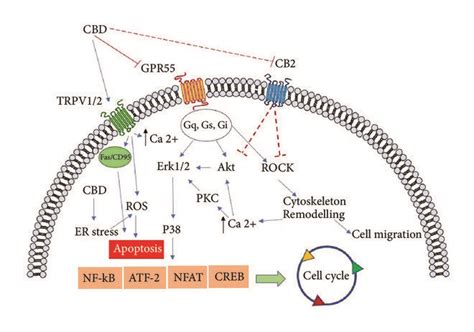 General Representation Of The Signaling Pathways Involved In Cbd