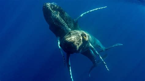 Humpback Whales Photographed Having Sex For First Time And Both Were Male Us News Sky News