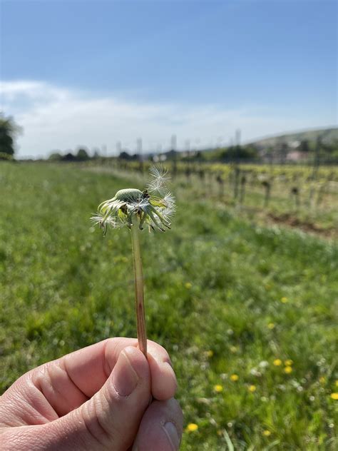 L Wenzahn Pusteblume Hand Kostenloses Foto Auf Pixabay Pixabay