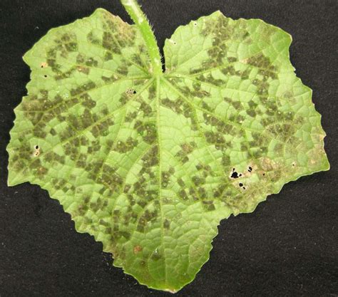 Cucumber downy mildew disease confirmed in research plot in southwest ...