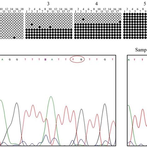 Representative results of bisulfite-PCR analysis subjected to DNA ...