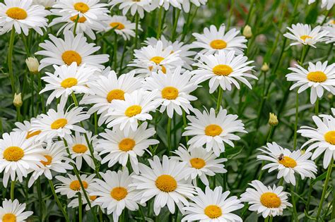 Top Sun Perennials: Shasta Daisy - LawnCentral