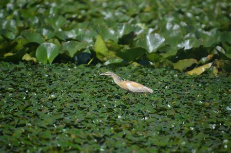 Is Lake Skadar Europe's hidden treasure? (photos) | CNN