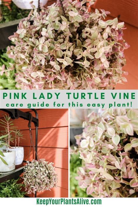 Callisia Repens Pink Lady Care Guide Turtle Vine Plant Keep Your