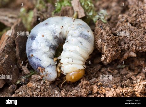 Wood Boring Beetle Larvae Hi Res Stock Photography And Images Alamy