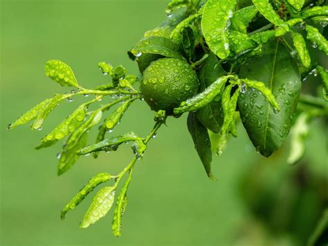 Tips On Fertilizing A Lime Tree When Do You Fertilize Lime Gardening