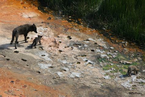 Snake River Pack: Yellowstone Wolf Photos Citizen Science