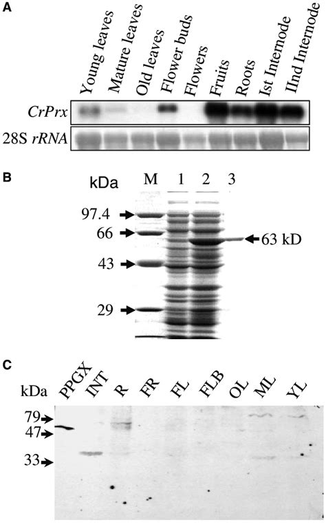 A Northern Blot Analysis Upper Panel Shows Crprx Expression With