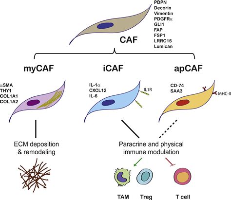 Activated Fibroblasts In Cancer Perspectives And Challenges Cancer Cell