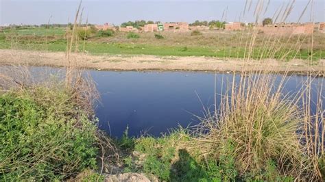 Noida हिंडन नदी की स्थिति चिंताजनक Ngt का आदेश मुख्य सचिव की अध्यक्षता में 1 सप्ताह में हो