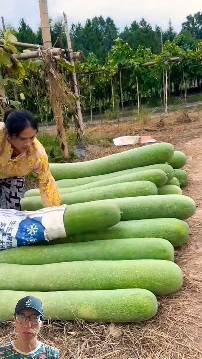 Harvesting Giant Winter Gourds Satisfying Vegetables Agriculture