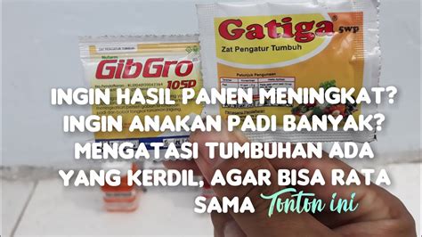 REVIEW ZPT GIBGRO Dan GATIGA Untuk Meningkatkan Hasil Panen YouTube