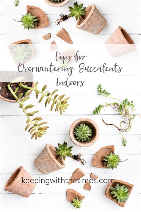 Tips for Overwintering Succulents Indoors - Keeping With The Times