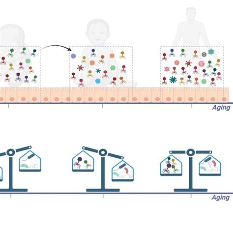 The Composition Of The Human Gut Virome A The Composition Richness