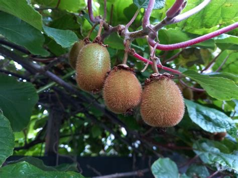 Plantinstructies Voor Het Planten Van Een Fruitklimmer Druivelaar