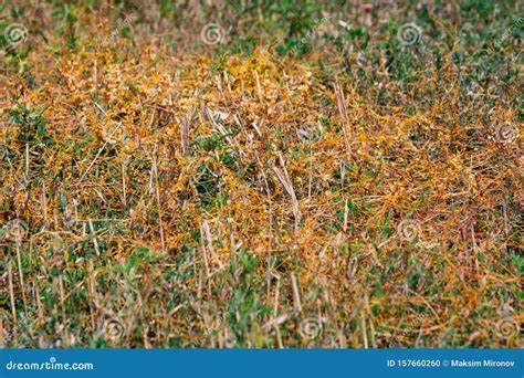 Dodder Genus Cuscuta Is The Parasite Wraps Stock Photo Image Of