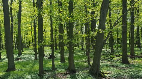 Forest Floor Spring Free Photo On Pixabay Pixabay