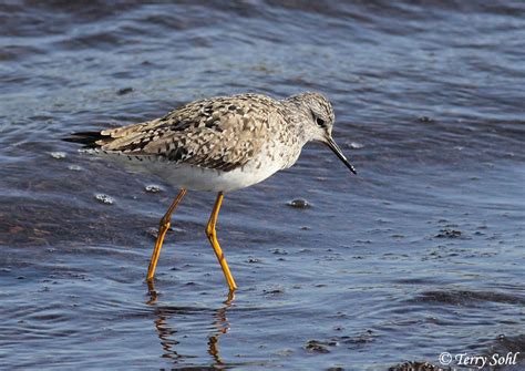 Identification Keys and Tips - Lesser vs. Greater Yellowlegs