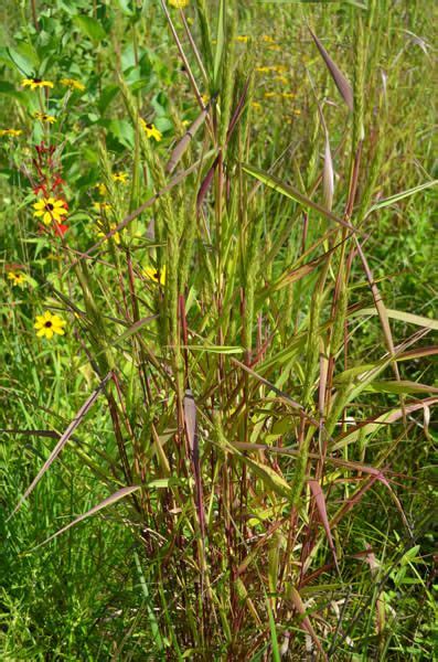 Elymus Virginicus Virginia Wild Rye Warm Season Grass Moon Nursery Rain Garden