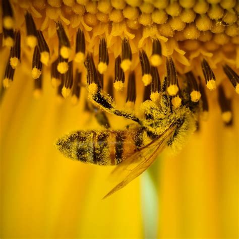 Premium Photo Close Up Of Honey Bee On Yellow Flower